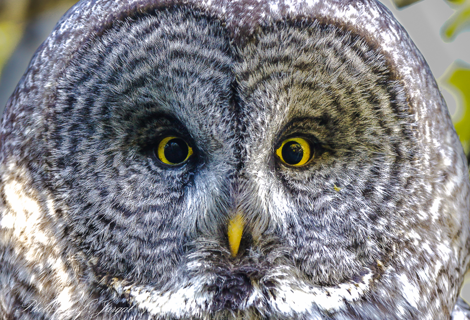 The great grey owl or (Strix nebulosa)
